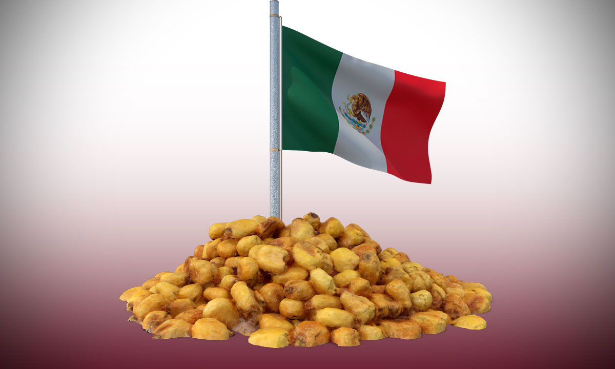México no permitirá el maíz transgénico: secretario de Agricultura de Sheinbaum