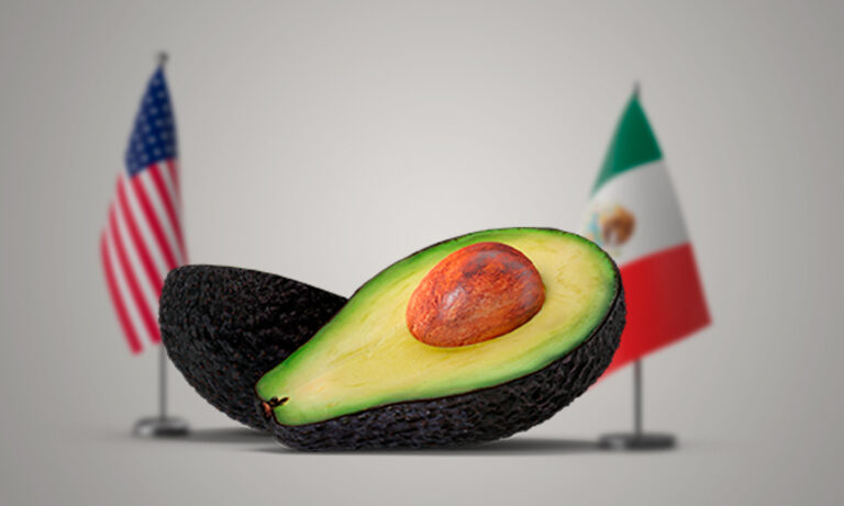 Exportación de aguacate de Michoacán a EU se reanudará al 100% este miércoles