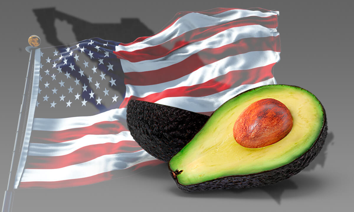 Estados Unidos triplica su consumo de aguacate desde el 2021; México suministra el 90% del fruto