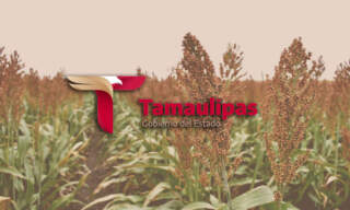 Tamaulipas impulsa la producción de etanol con la Ley de Biocombustibles federal