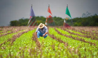 Revisión del T-MEC traerá al agro mexicano una inspección más estricta