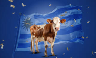 Vacas fantasmas y millones de dólares desaparecidos desatan escándalo en Uruguay
