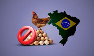 México suspende la importación de carne de pollo y huevo de Brasil