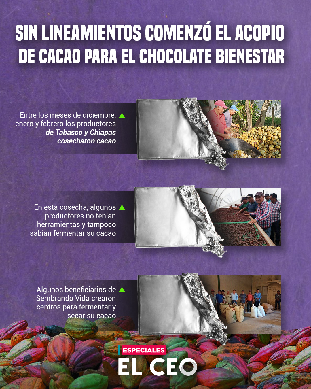 Sin lineamientos, comenzó el acopio de cacao para el Chocolate Bienestar