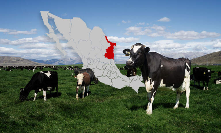 Tamaulipas invierte 120 millones de pesos en programa contra tuberculosis bovina