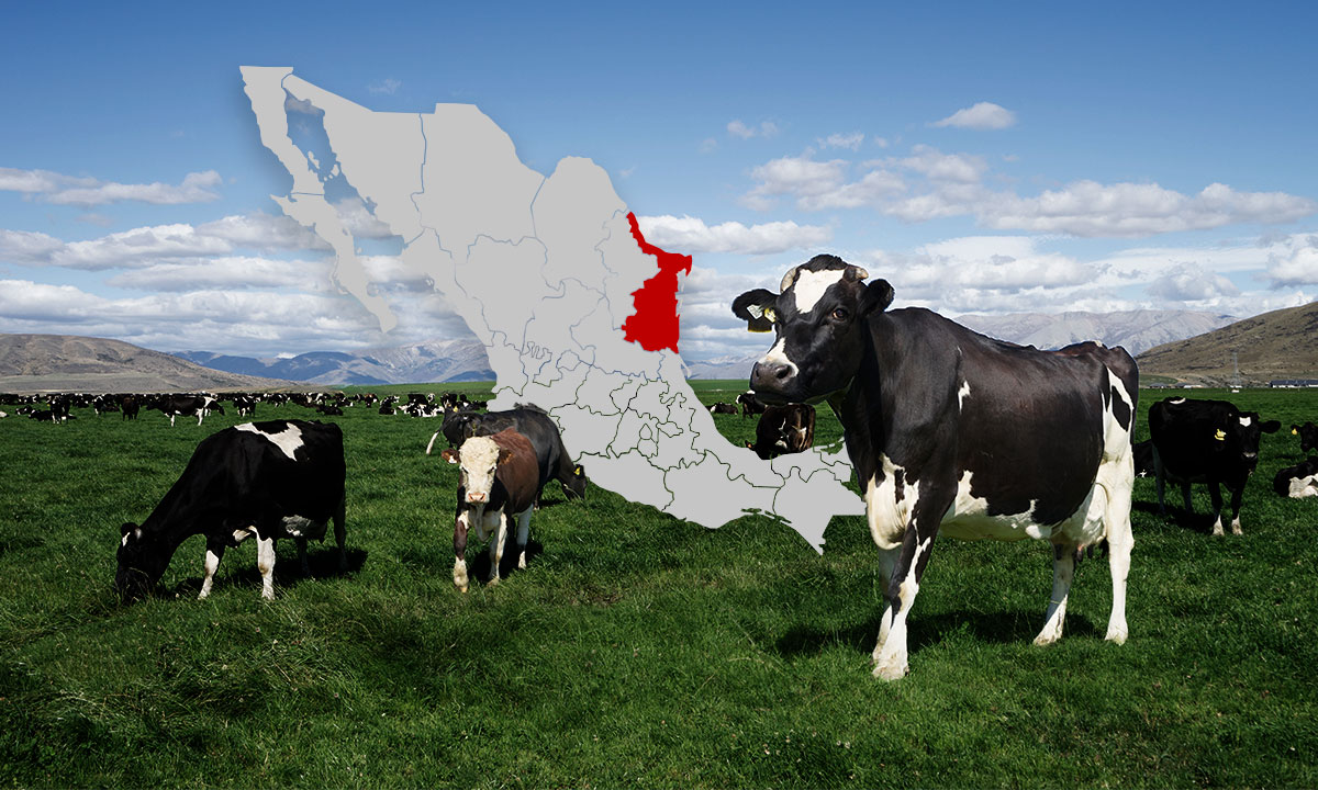 Tamaulipas invierte 120 millones de pesos en programa contra tuberculosis bovina