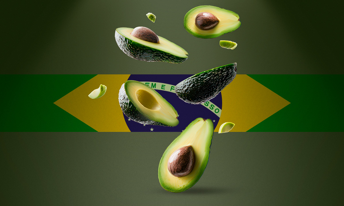 Aguacate mexicano llegará a Brasil, el mercado más grande de Latam