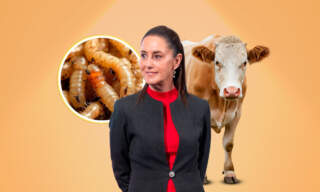 Exagerado cierre de frontera por gusano barrenador: Claudia Sheinbaum