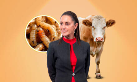 Exagerado cierre de frontera por gusano barrenador: Claudia Sheinbaum