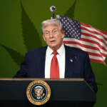Marihuana al alza: Donald Trump considera reclasificarla como sustancia menos peligrosa