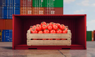 Tomate mexicano enfrenta ‘precios mínimos de exportación’. ¿De qué trata la medida?