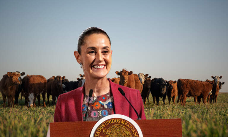 La reapertura de exportaciones ganaderas a EU será en noviembre, reitera Claudia Sheinbaum