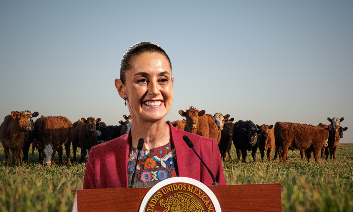 La reapertura de exportaciones ganaderas a EU será en noviembre, reitera Claudia Sheinbaum