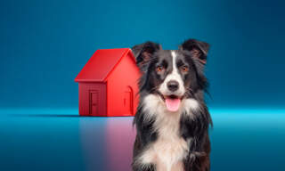 Nueva Ley de Vivienda en CDMX prohíbe negar renta o compra de vivienda a personas con niños o mascotas