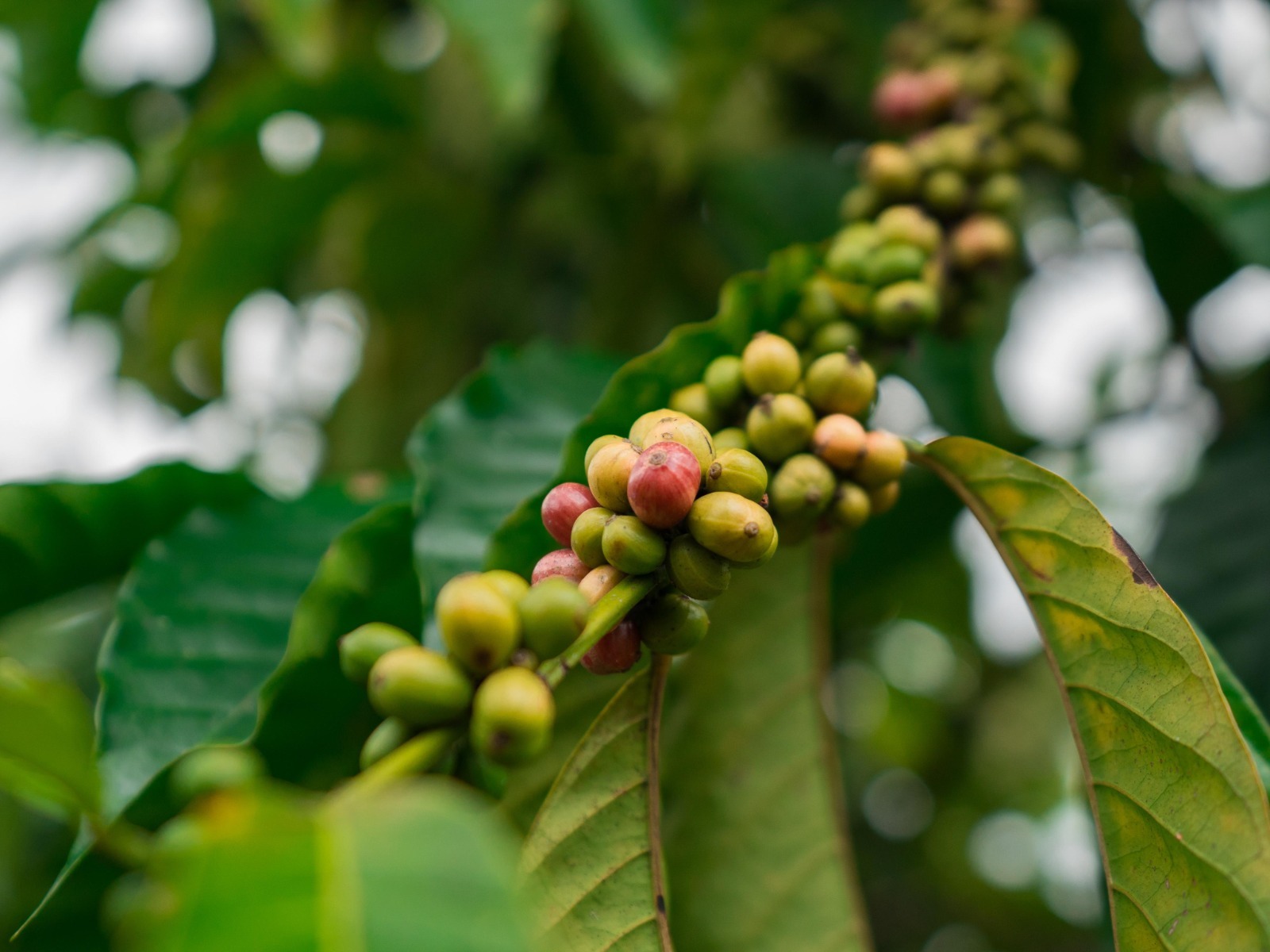 Nestlé refuerza su compromiso con el café hecho en México a través de su Plan NESCAFÉ