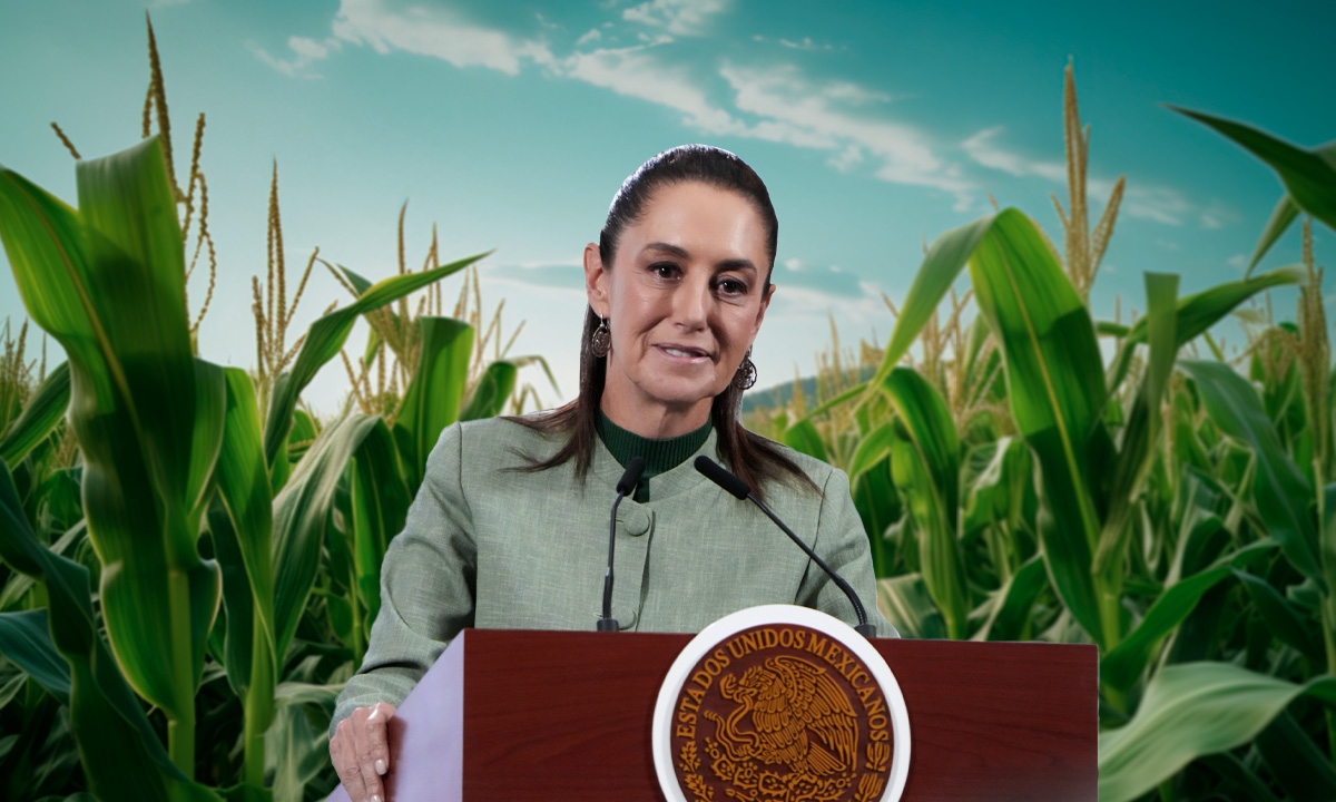 Gobierno de Claudia Sheinbaum alcanza acuerdo con productores de maíz; esto fue lo que se firmó