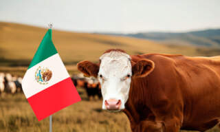 Interceptan en México ganado contagiado con gusano barrenador; larvas estaban muertas