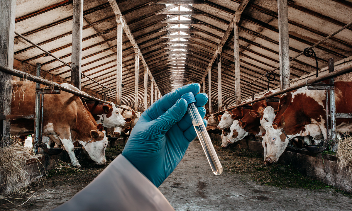 Se cumple un año del primer caso de gusano barrenador en México: estos son los avances y los retos