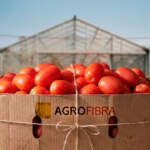 La nueva Agrofibra se quedará sin ingresos seis meses por los aranceles al jitomate