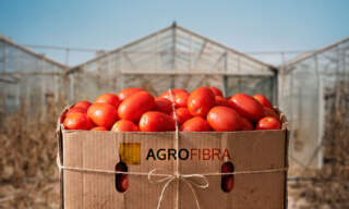 La nueva Agrofibra se quedará sin ingresos seis meses por los aranceles al jitomate