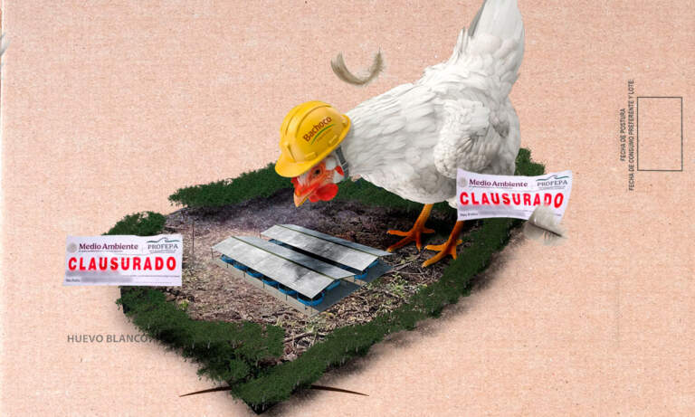 Bachoco: la silenciosa expansión que está depredando la selva en Yucatán