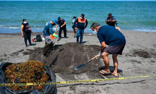 Recolectan más de 700 toneladas de petróleo del derrame en el Golfo de México