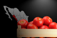 Jitomate en Sinaloa