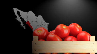 Jitomate en Sinaloa