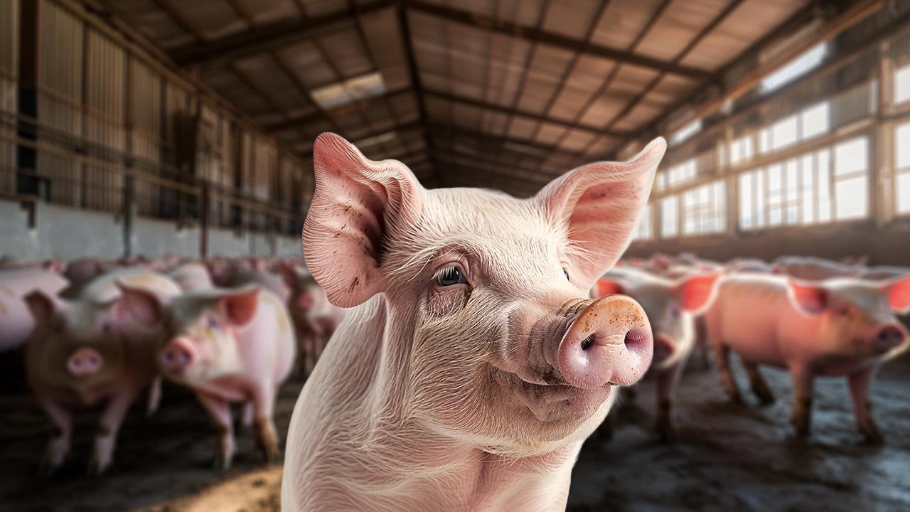 La caída de los precios del cerdo podría desencadenar un cierre masivo de granjas en México