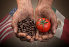 Trabajo forzoso pone bajo presión al café y tomate mexicanos; EU alista nuevos aranceles