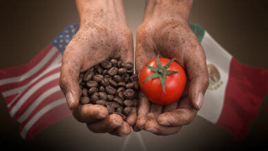 Trabajo forzoso pone bajo presión al café y tomate mexicanos; EU alista nuevos aranceles