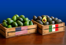 Productores de EU acusan competencia desleal y buscan restricciones al aguacate mexicano
