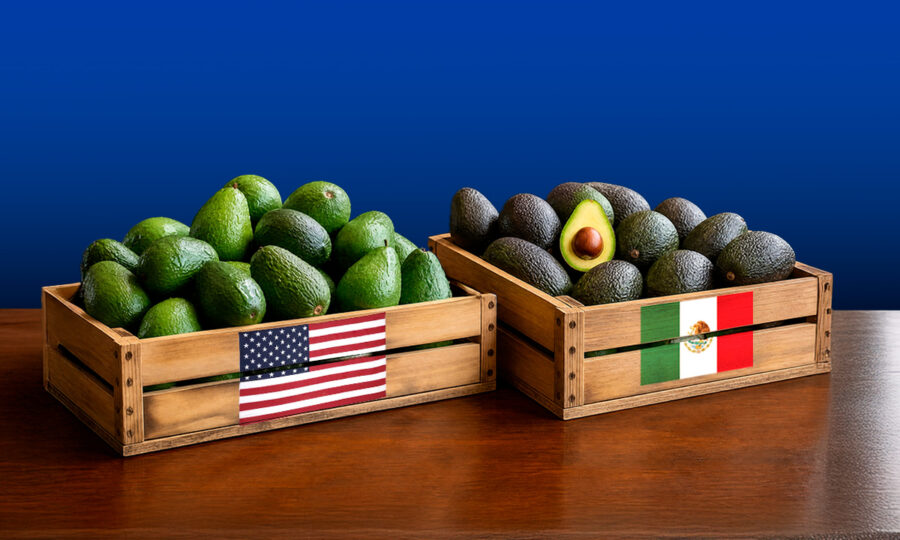 Aguacate mexicano: Estados Unidos reanuda inspecciones en zonas productoras de Michoacán