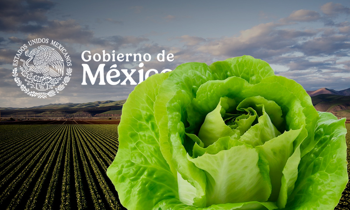 Lechuga de Guanajuato en la mira de México; descarta que brote en EU provenga del país