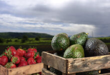 Caen exportaciones de aguacate y fresa