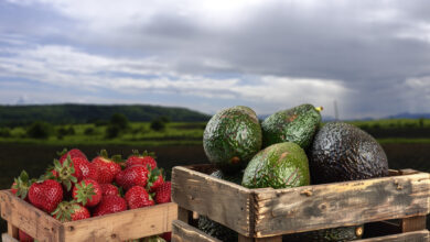 Caen exportaciones de aguacate y fresa