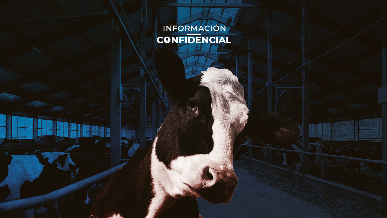 #InformaciónConfidencial: Crisis por gusano barrenador impacta con 3,000 mdd al sector ganadero de México
