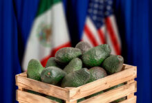 Congresistas de Estados Unidos piden crear un tope a las importaciones de aguacate mexicano