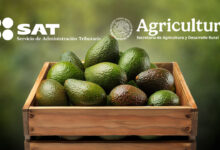 El SAT y Agricultura reforzaron las medidas sobre la exportación de aguacate