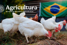 Agricultura restringe las importaciones de aves brasileñas